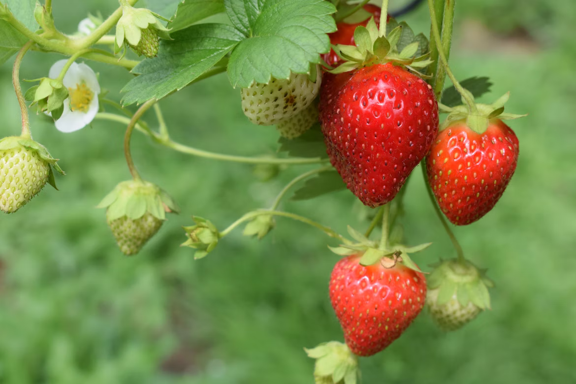 Φράουλα (Fragaria) – Καρποφόρο Φυτό για Κήπο και Γλάστρα - 2